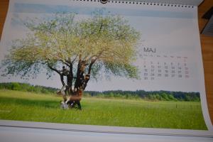 Koledar Rusalka in Kočevska 2016